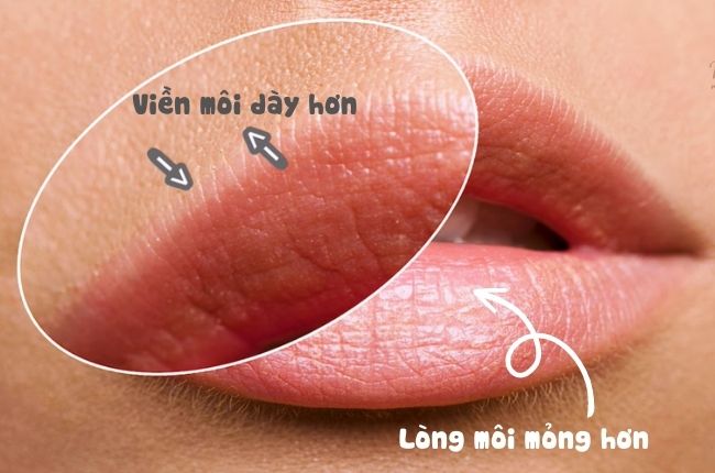 da-vien-moi